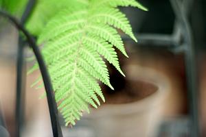 無垢の木を使うオーディオ関連品の工房