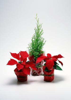 ペルシャ絨毯の美しさと魅力を徹底解説！インテリアに最適な選び方と手入れ方法