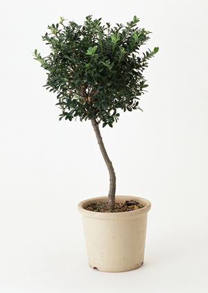 ペルシャ絨毯ヤギャッベの需要は高い